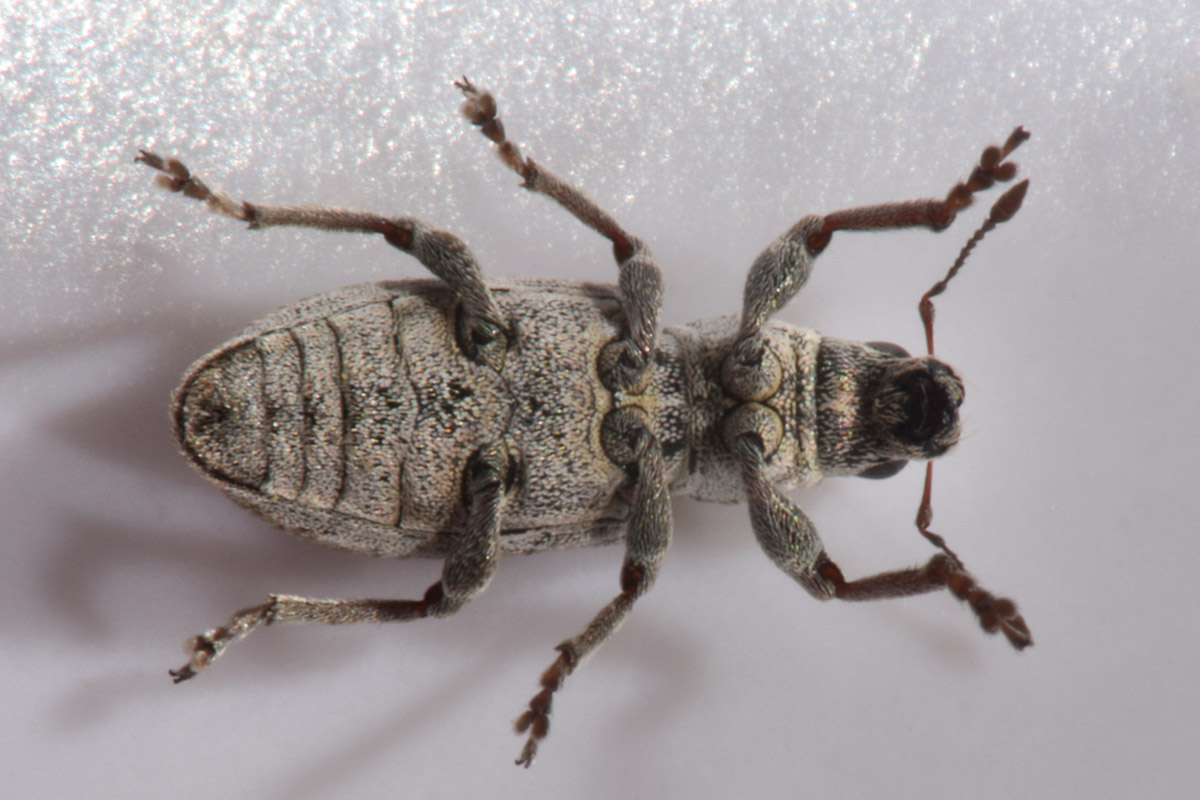 Curculionidae: Sitona cylindricollis? No, Sitona tenuis